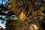 Pinus nigra samci kvety