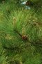 Pinus nigra zrala siska