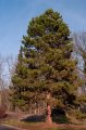 Pinus nigra dospivajici strom