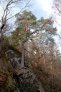 Pinus sylvestris na skale