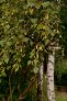 Betula verrucosa vetev s plody