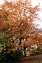 Quercus rubra podzimni habitus