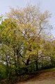 Quercus rubra jarni habitus