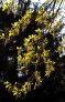Quercus robur kvetouci vetev