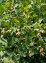 Quercus robur plodici vetvicka