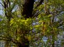 Quercus petraea kvetouci vetvicka