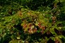 Carpinus betulus plodna podzimni vetev