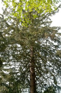 Picea abies koruna stromu